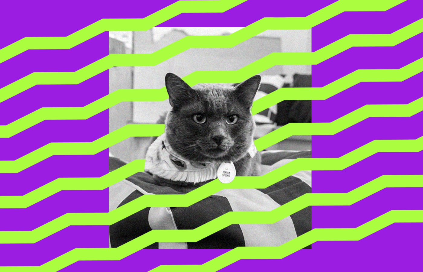 A black and white photo of Grumpy Cat is overlaid with wavy green lines on a purple background. Grumpy Cat wears a collar with a tag that says "bad vibe," while seated on a cushion.