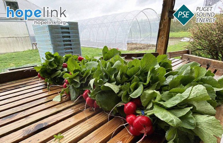 A bundle of fresh radishes with green leaves is placed on a wooden table. In the background, there are stacks of blue trays and transparent greenhouse structures. The image features HopeLink's logo in the top left corner.