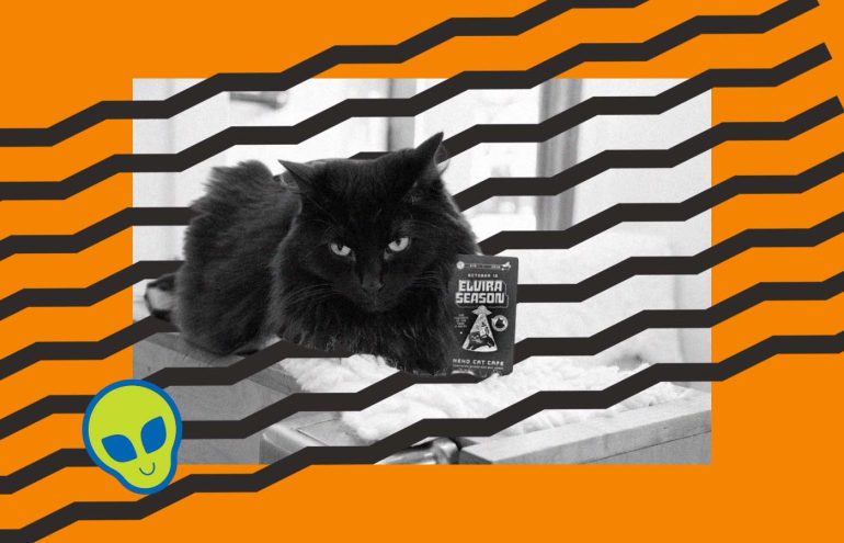 A black cat is lounging on a bed next to a pack of Elvira Season's dark coffee. The image has an orange background with black wavy lines and a small green alien head icon in the corner.