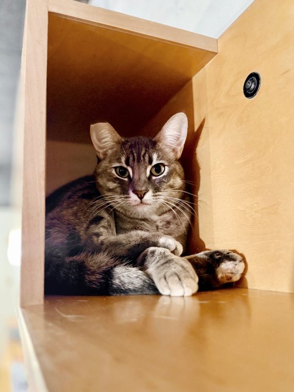A sweet looking tabby cat laying in a wooden cubby.