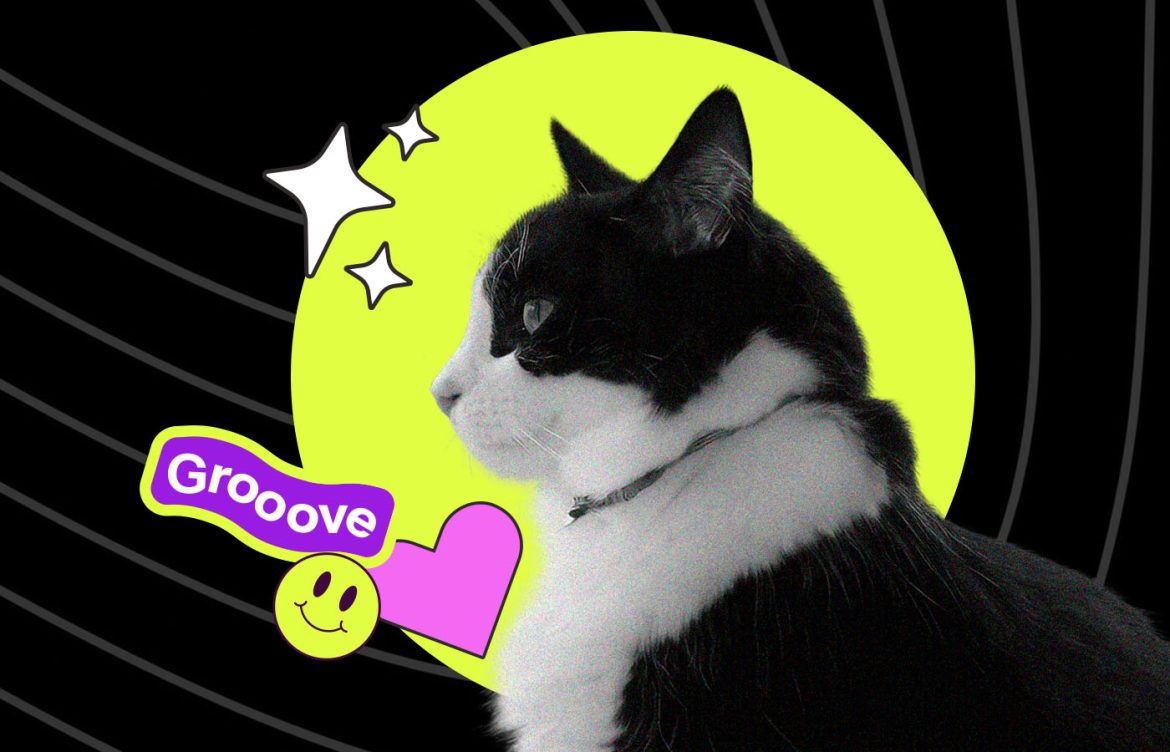A black and white cat named Tao is featured as "Pet of the Month" by Dance 89.5. The background is black with yellow and pink accents. Text mentions Tao enjoys chasing lasers and listening to "Color Theory." Tao is known for loving bread and opening packages.